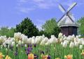 Почему в Голландии в XVII веке возникла тюльпаномания?